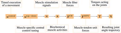 Morphological Computation Increases From Lower- to Higher-Level of Biological Motor Control Hierarchy